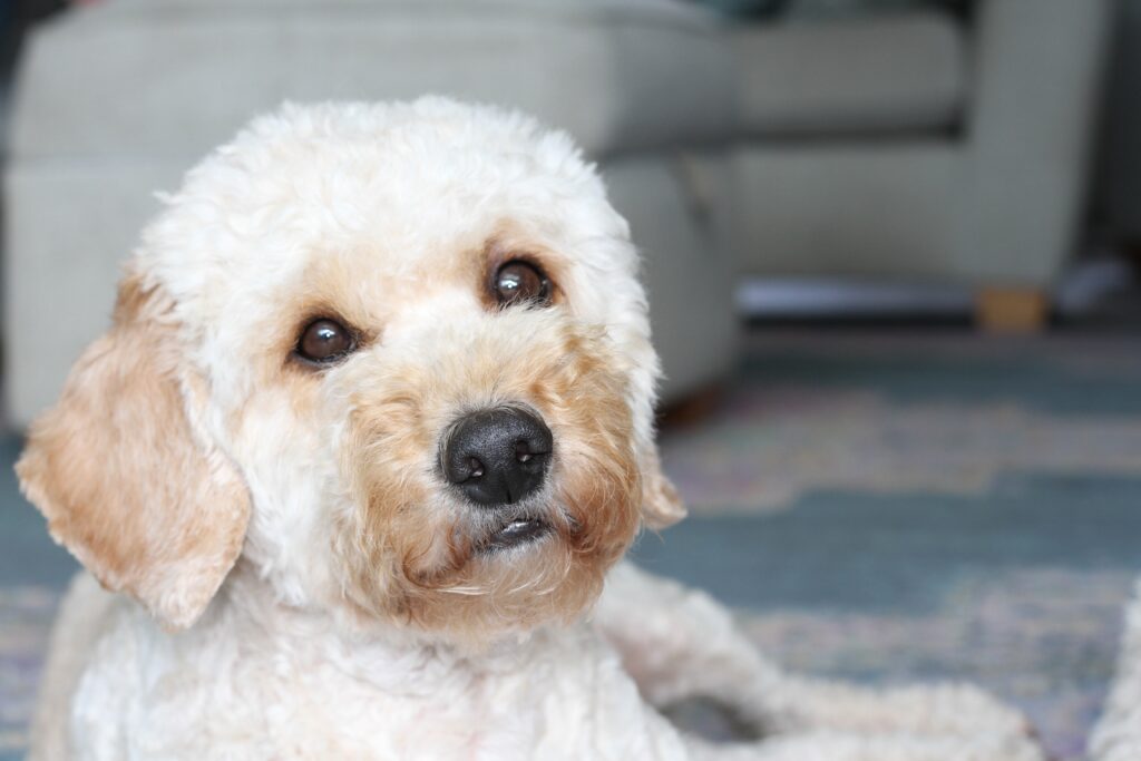 Cute Cockapoo don in New Jersey