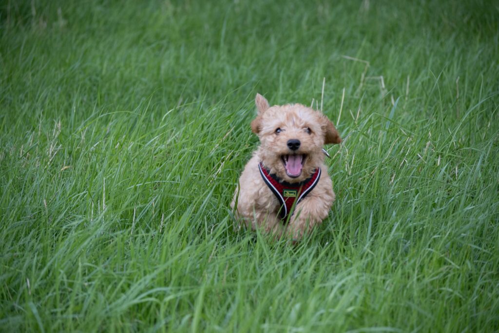Beautiful Cockapoo puppy running in Washington