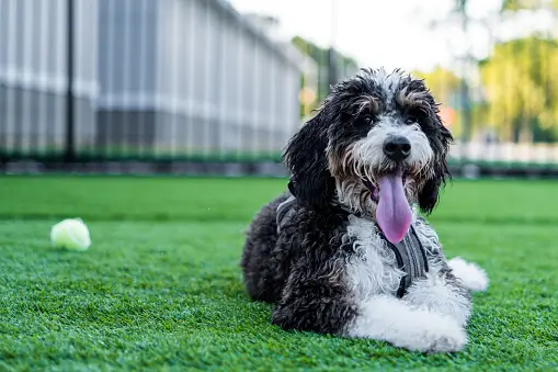 Beautiful Bernedoodle dog in Virginia