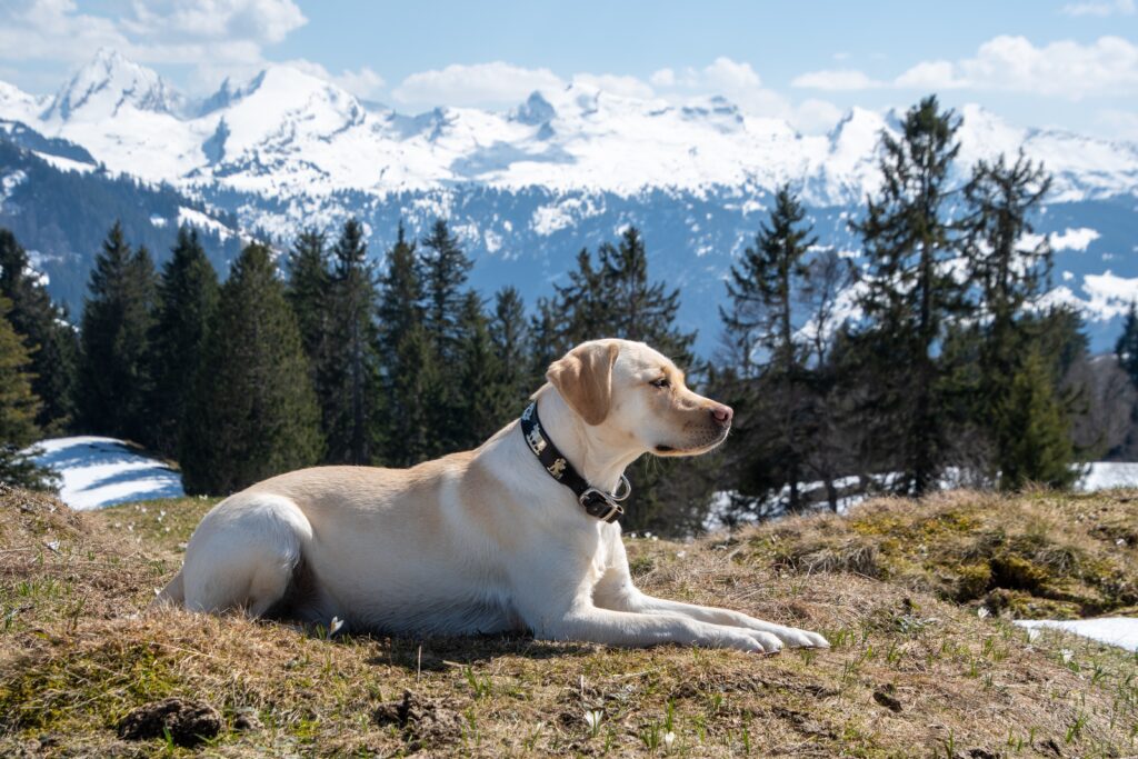 Cute Labrador dog in California