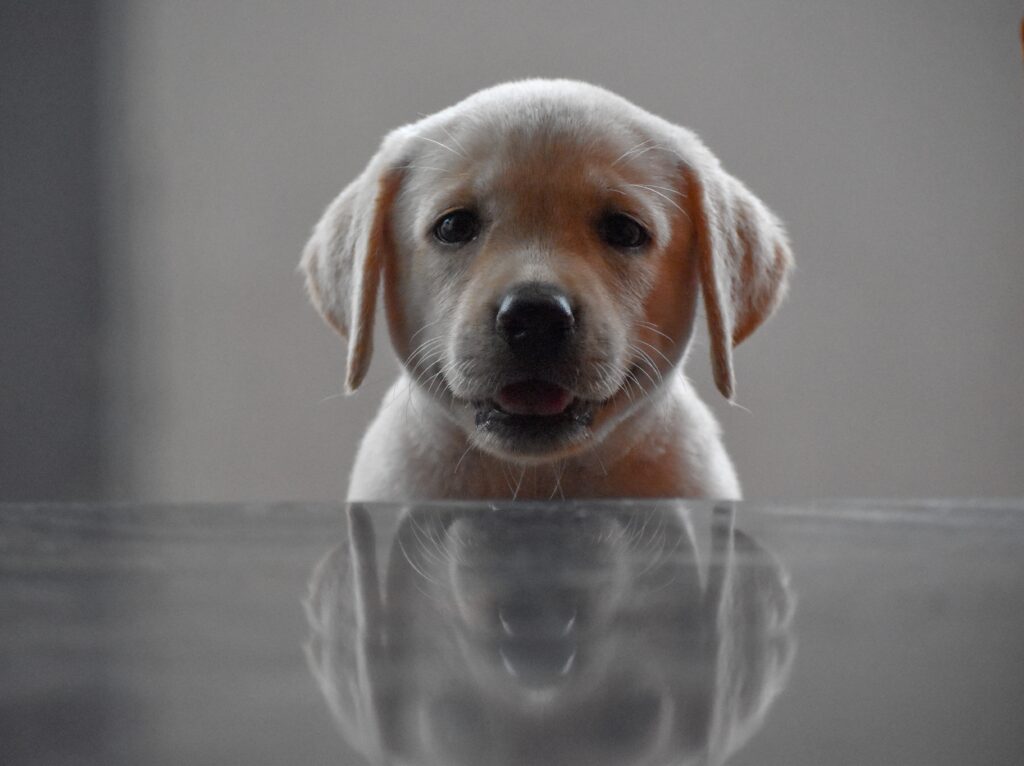 Cute Labrador puppy in Pennsylvania