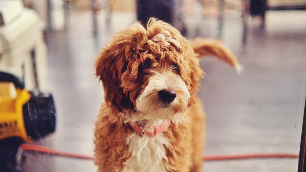 Cute Goldendoodle puppy in Texas
