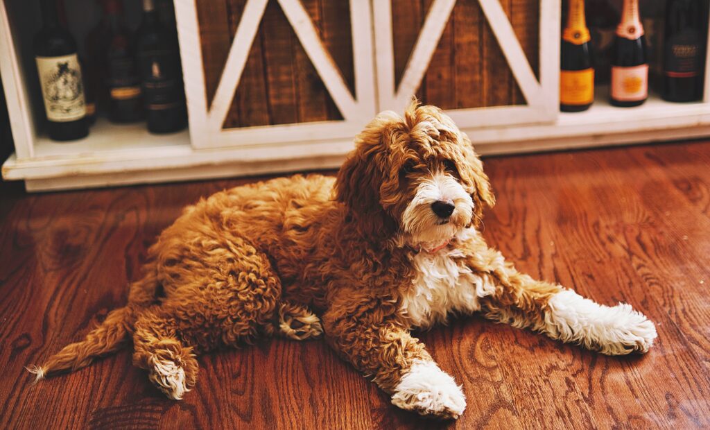 Beautiful Goldendoodles dog in California