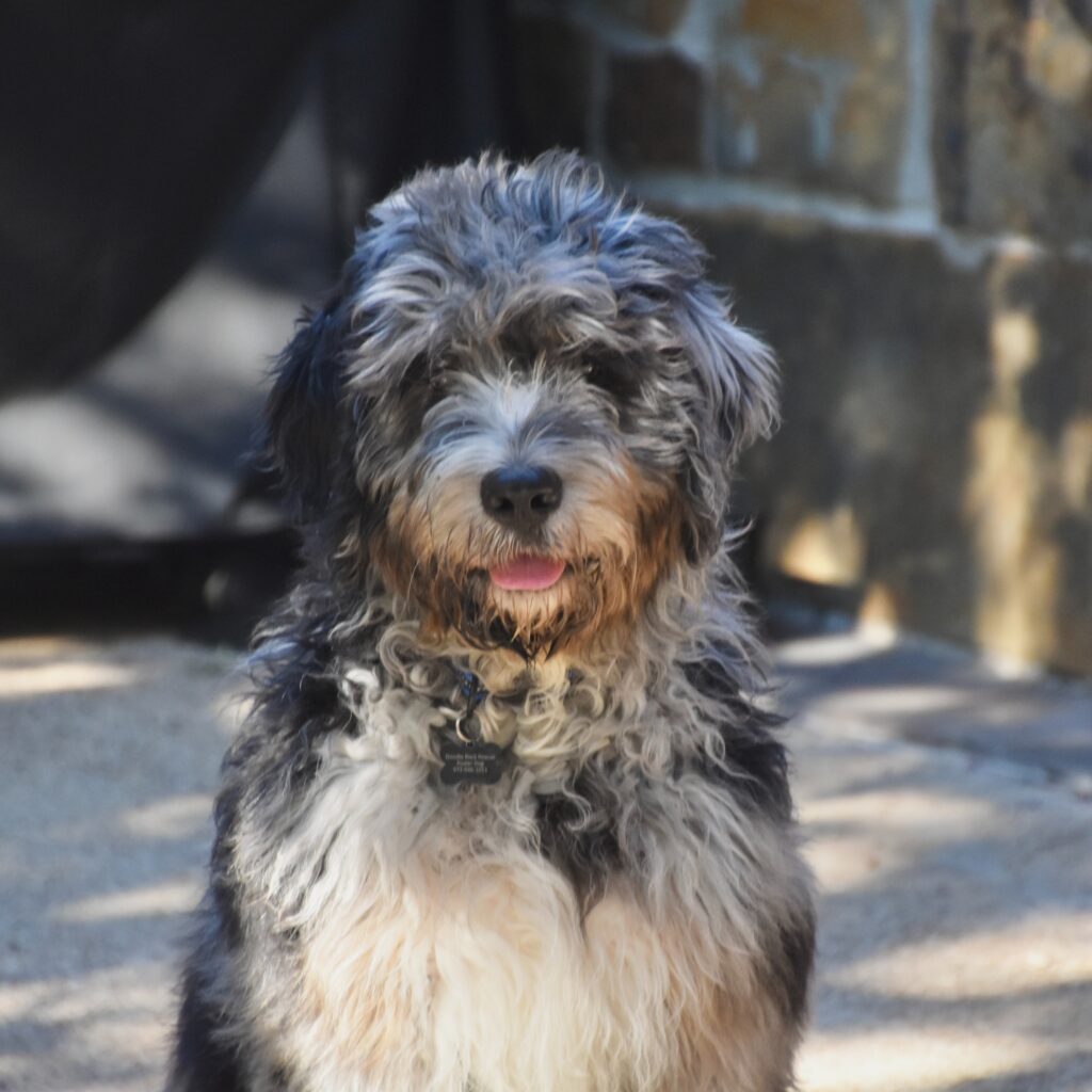 Cute Bernedoodle dog in Georgia