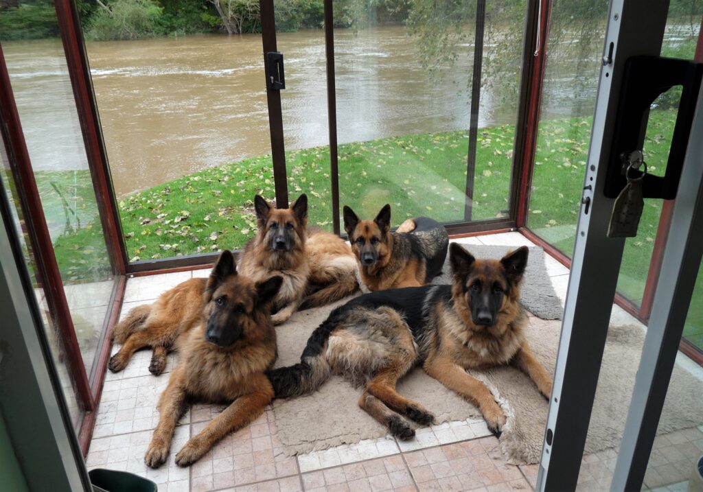 Adorable German Shepherd Dogs in Illinois 