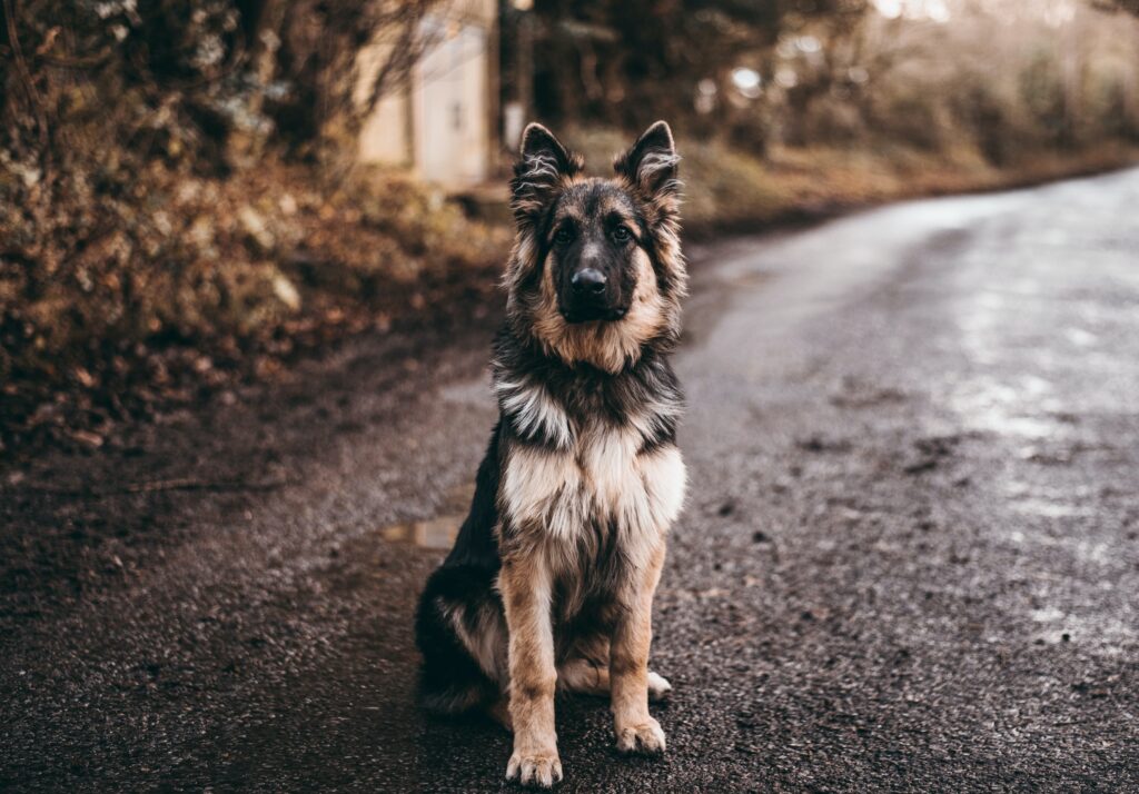 Awesome Germen Shepherd dog in New York