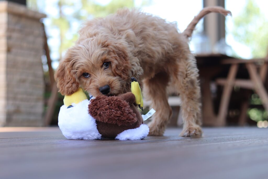 Beautiful Cavapoo dog playing in Washington