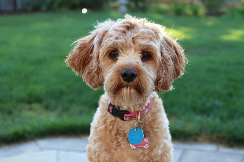 Adorable Cavapoo Puppy in Massachusetts
