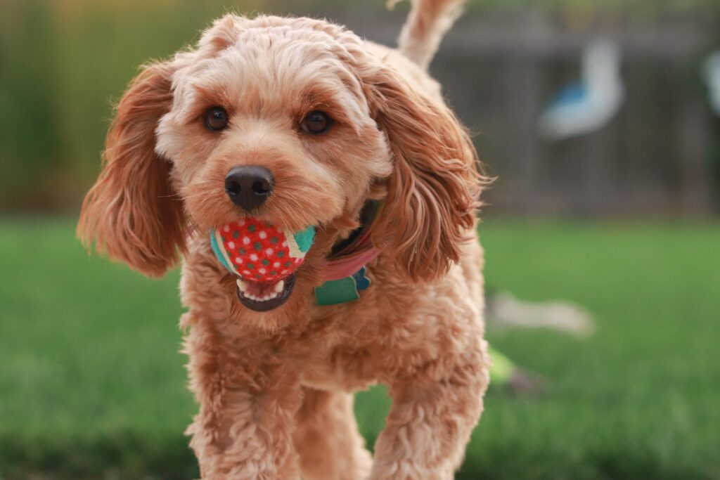 Cute Cavapoo Puppy playing with ball in Virginia