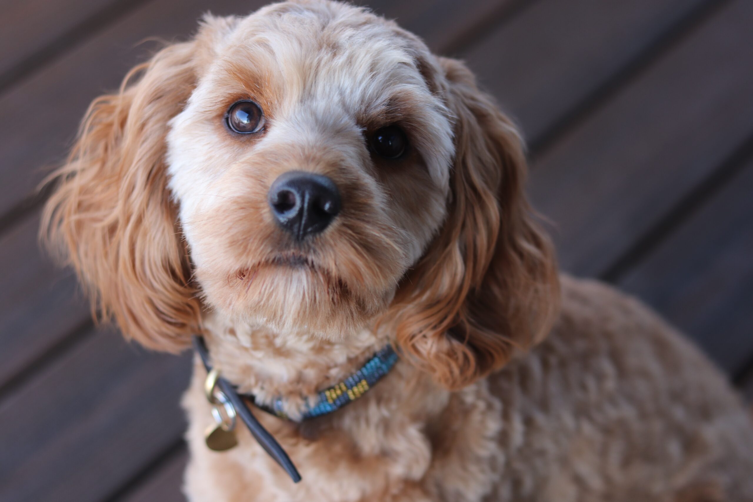 Cavapoo companion dog