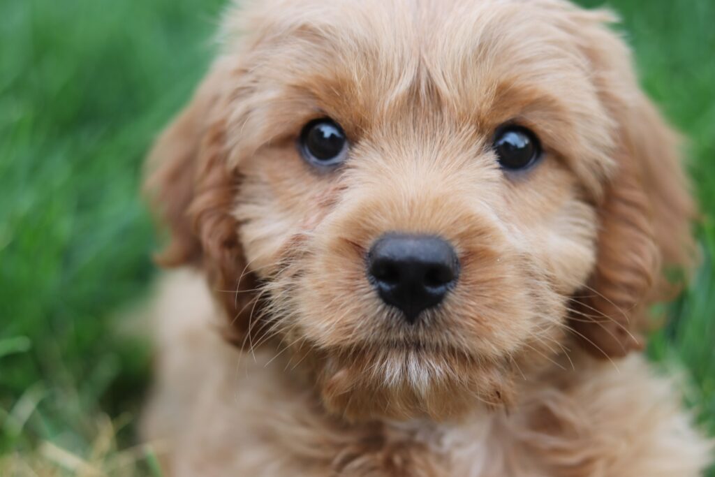 Adorable Cavapoo puppy in USA