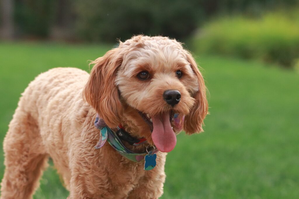 Adorable Cavapoo dog enjoying in Michigan