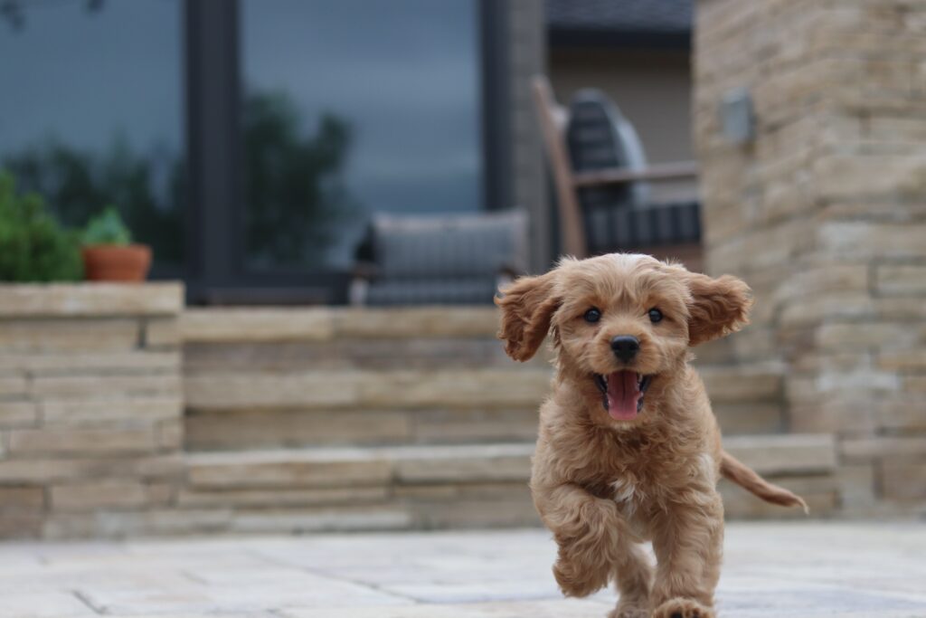 Beautiful Cavapoo puppy in running Pennsylvania