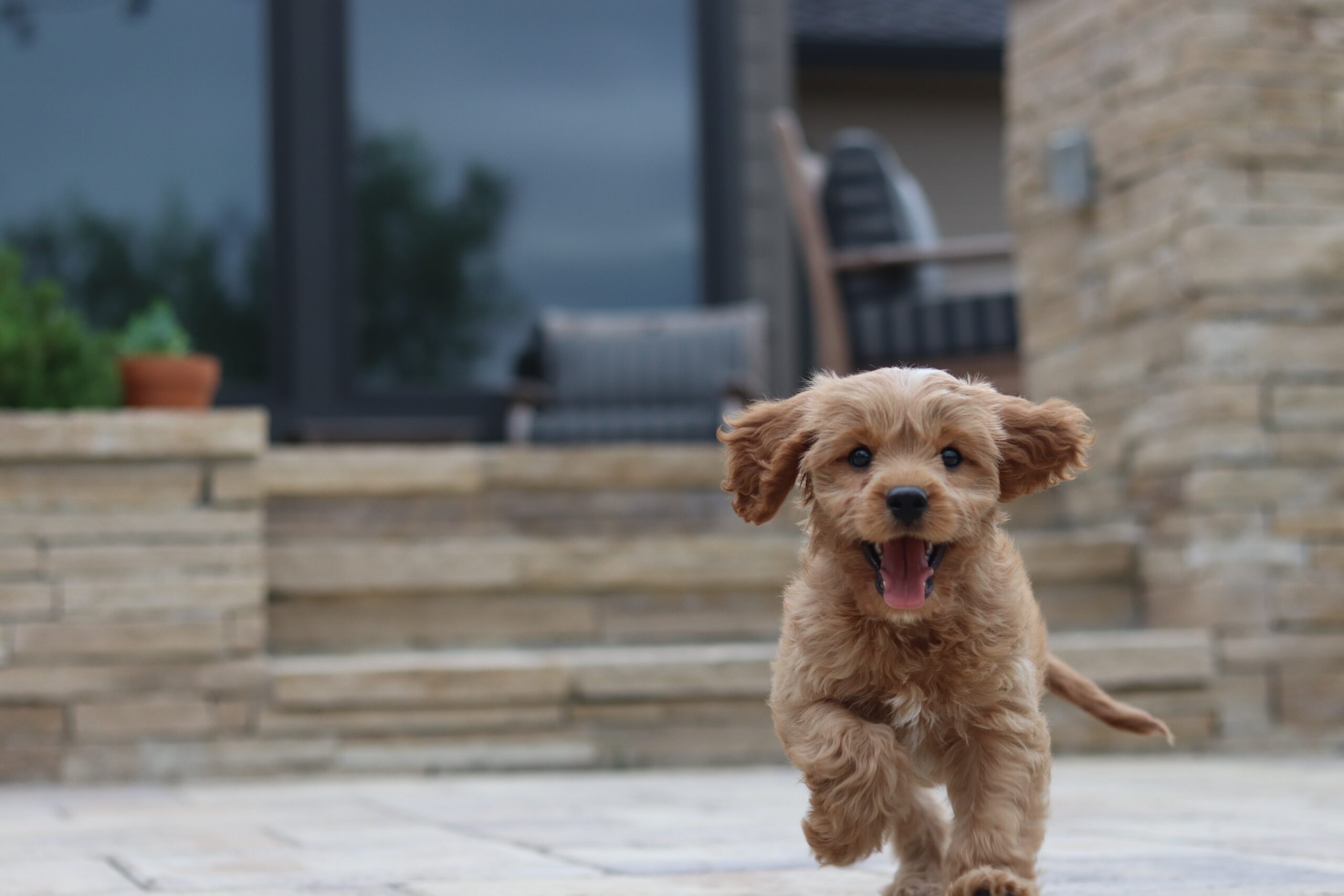 Cavoodle companion dog