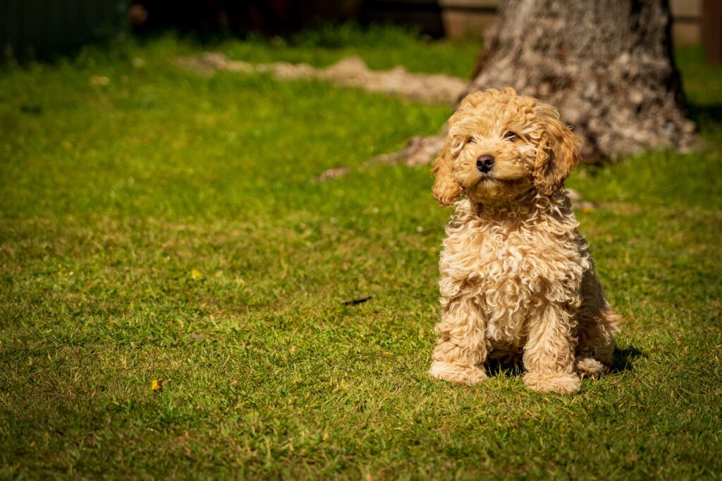 Cute Cockapoo puppy searching for a new parent in USA