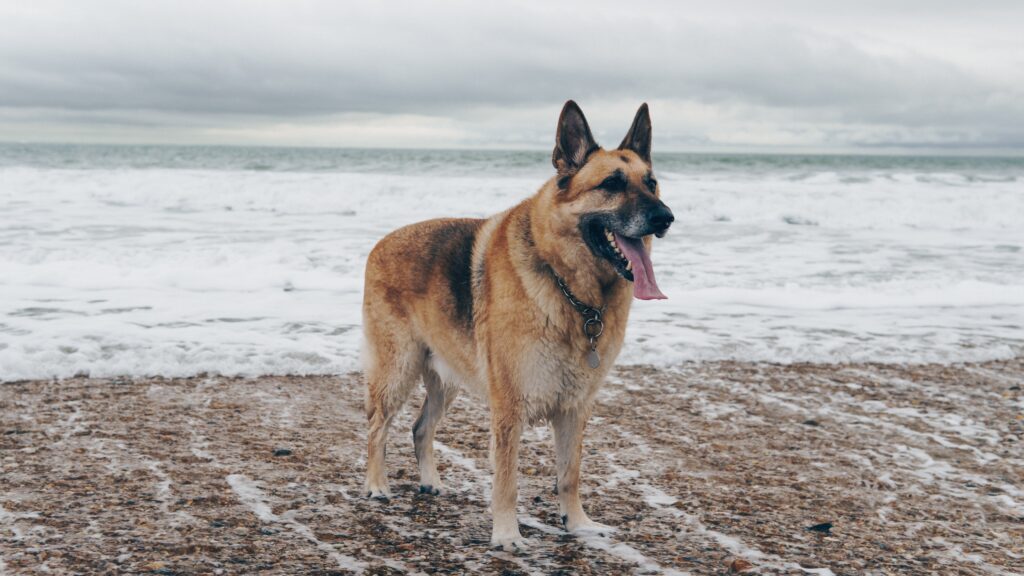 Beautiful German Shepherd dog enjoying in Georgia 