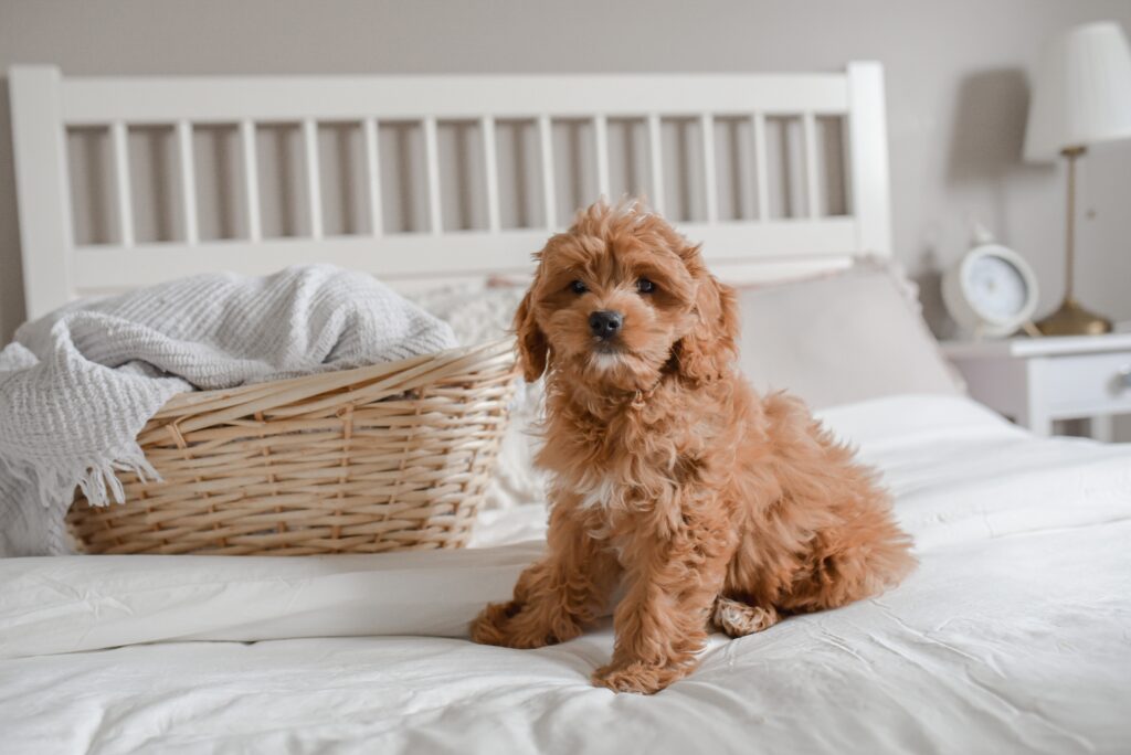 Cute Cockapoo puppy in Virginia