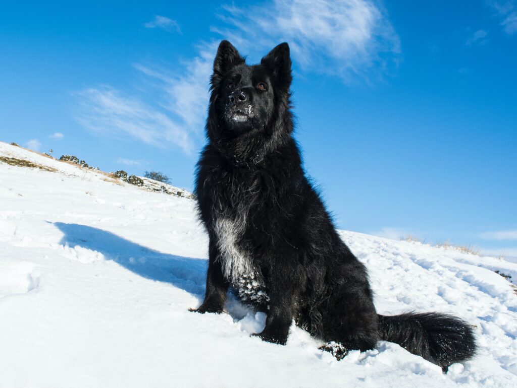 Beautiful German Shepherd dog in Virginia