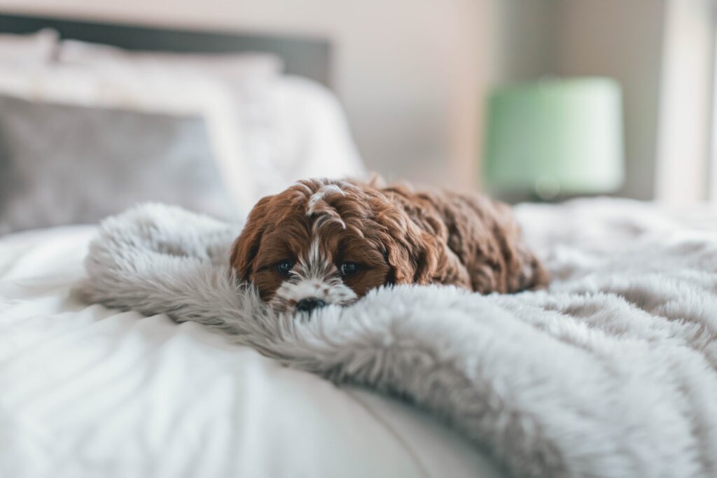 Beautiful Cavapoo puppy waiting for new parents in New Jersey
