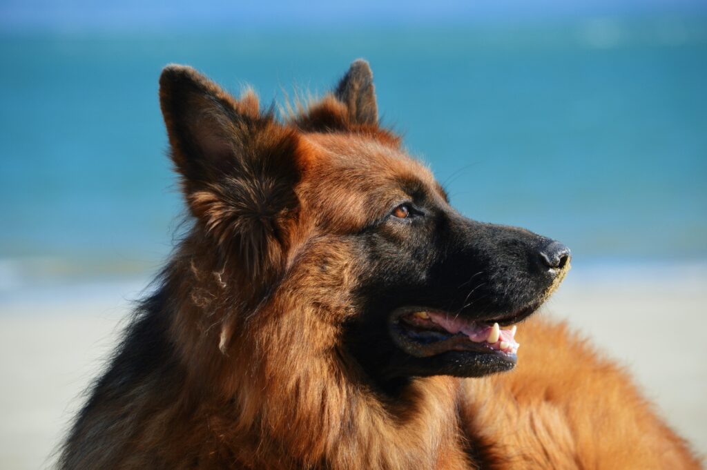 Beautiful German Shepherd don in Australia