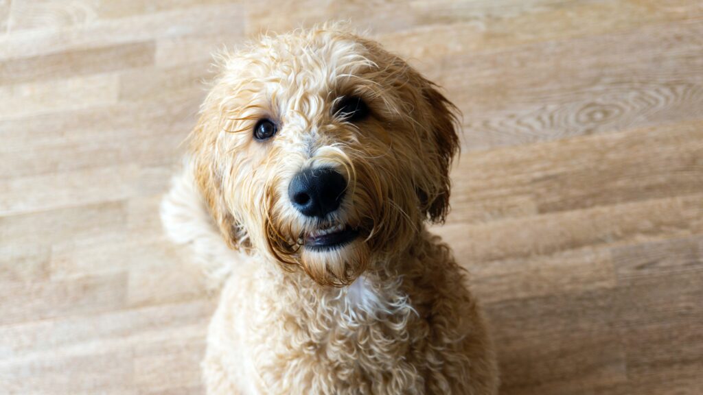 Smiling Labradoodle dog in USA