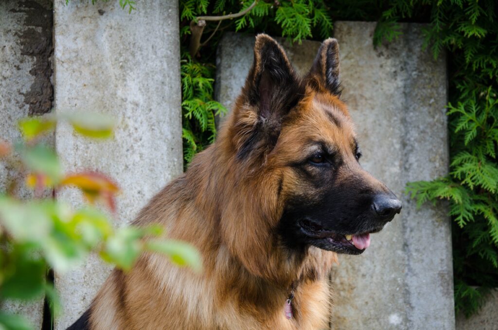 Cute German Shepherd dog in North Carolina