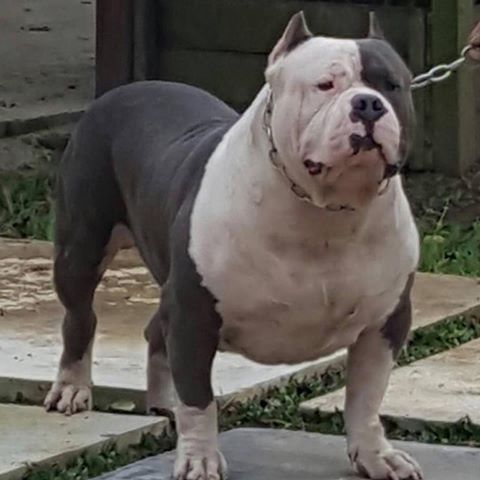 Best Blue Kennel