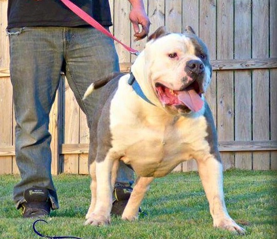 Xtreme Champion Bully
