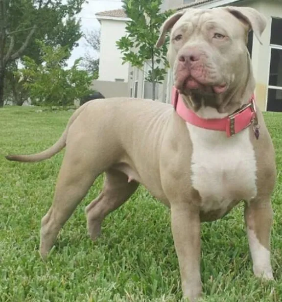 Kaboom Bully Pitbulls