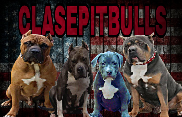 Clase Pitbull Bullies