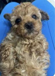 Poodle Rescue Connecticut