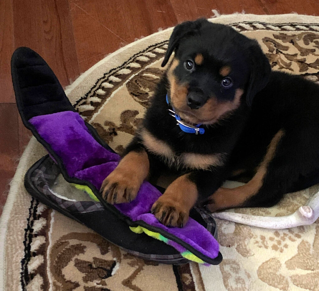 Von Valor Cross Rottweilers