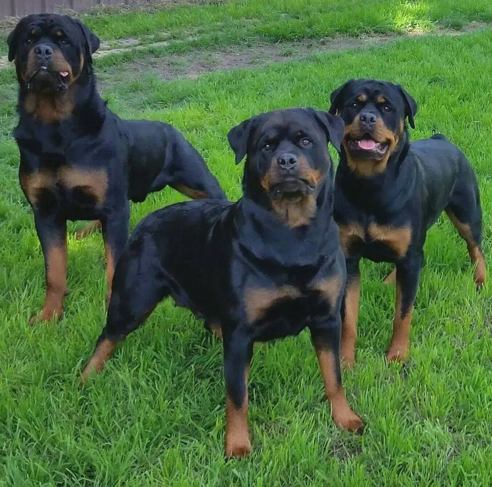 Prairie Valley Rottweilers