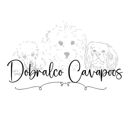 Dobralco Cavapoos
