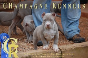 Champagne Kennels