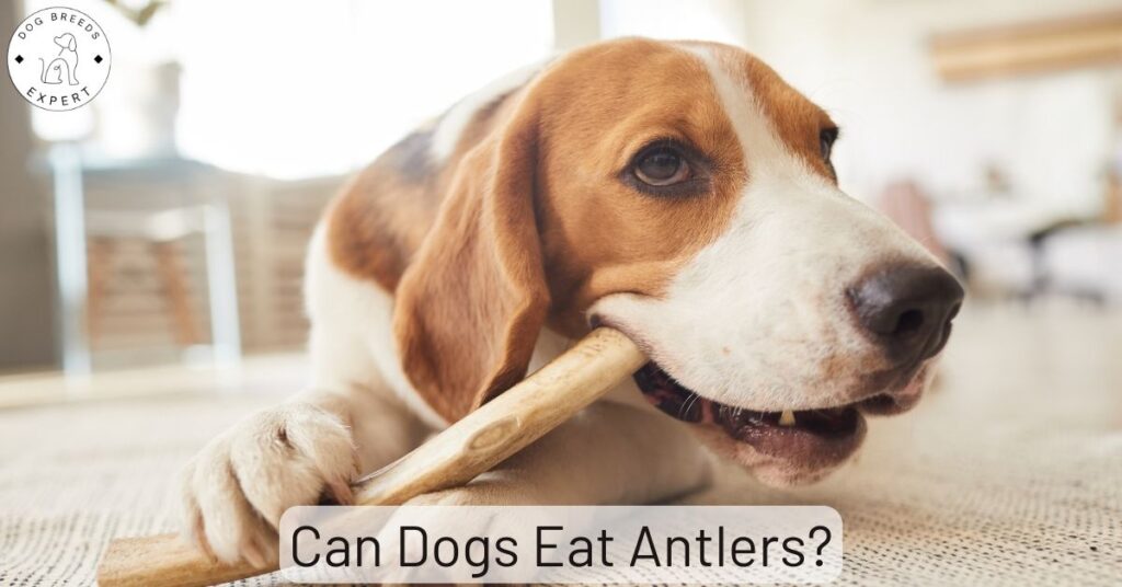 Can Dogs Eat Antlers?