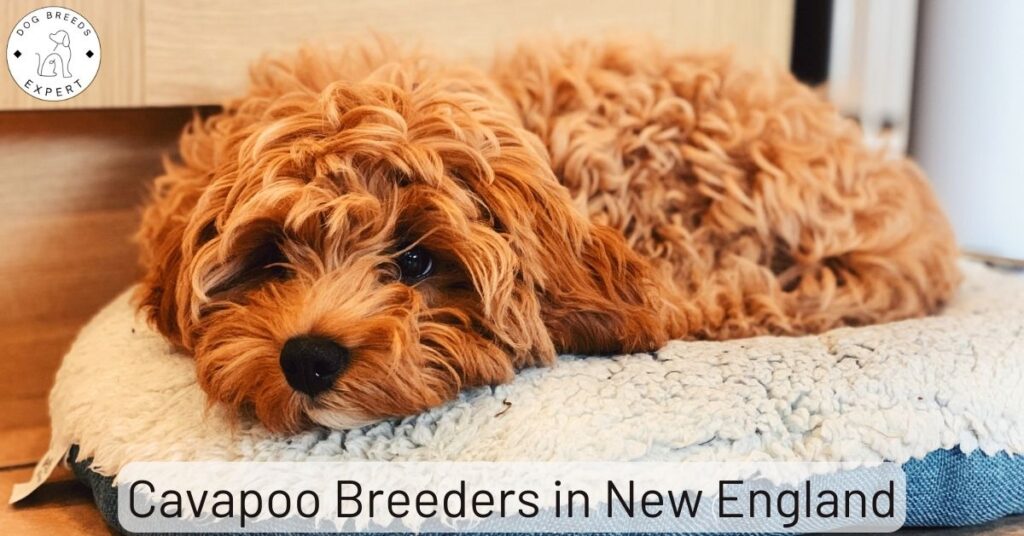 Cavapoo Breeders in New England | List of 3 Local Breeders