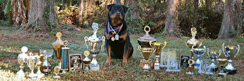Von Evman Rottweilers