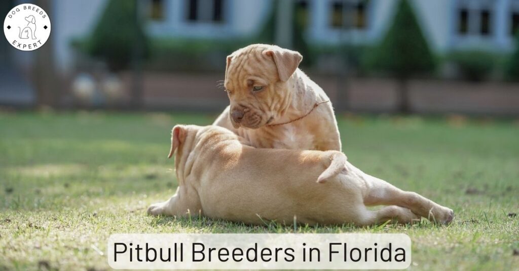Pitbull Breeders in Florida | List of 9 Local Breeders
