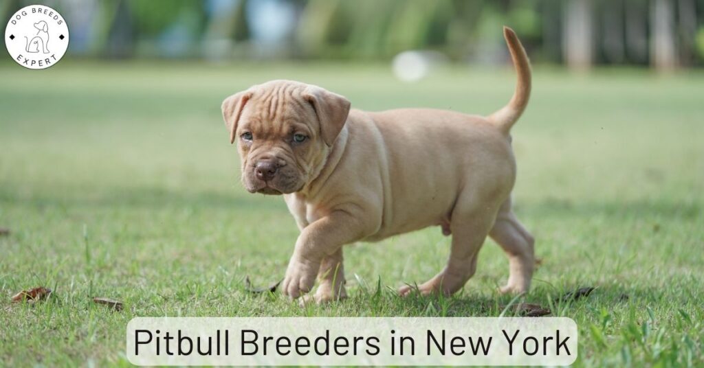 Pitbull Breeders in New York | List of 5 Local Breeders