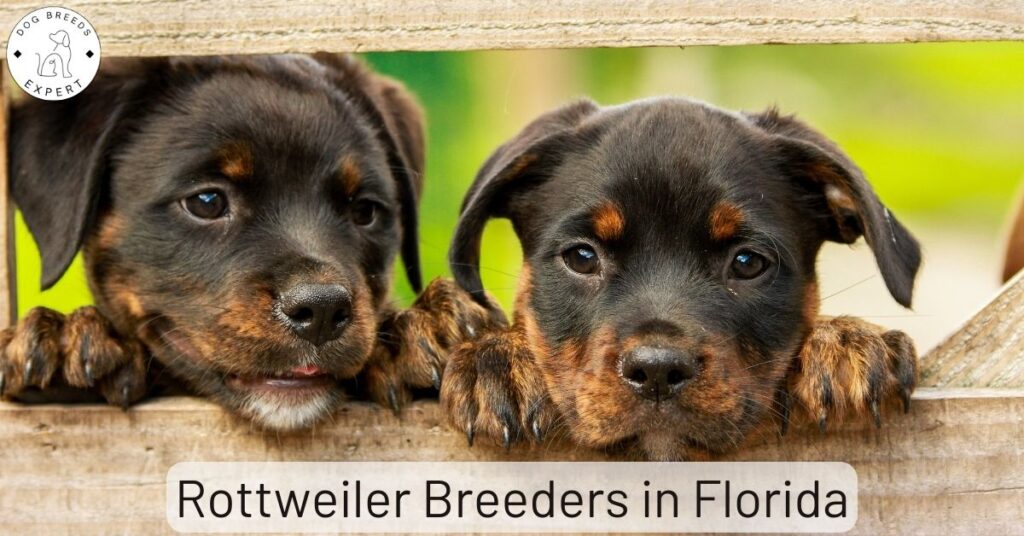 Rottweiler Breeders in Florida | List of 10 Local Breeders