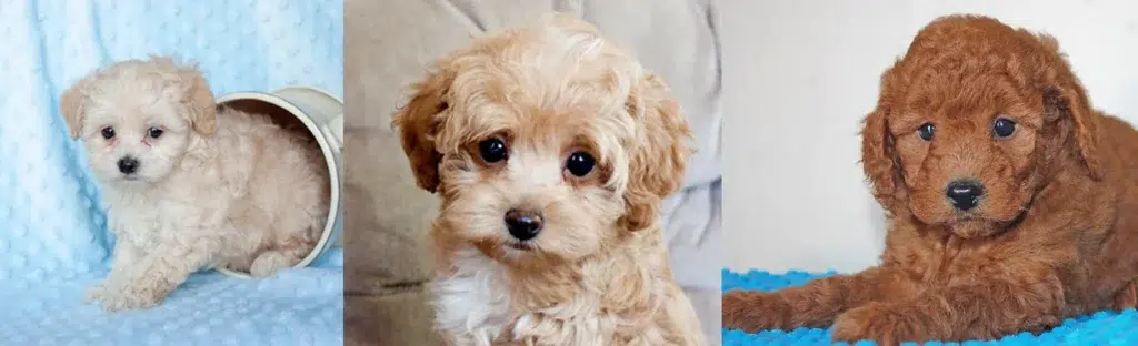 Country Acres Puppies Maltipoos
