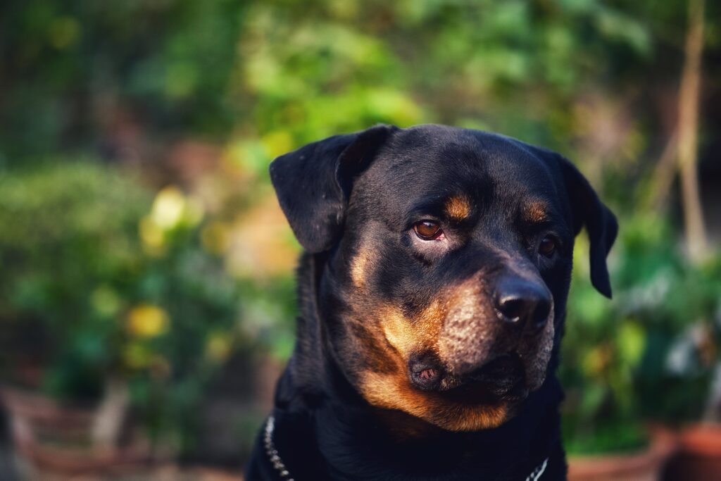 Cute Rottweiler Dog in California