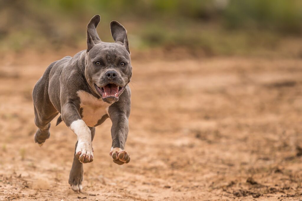 Beautiful Pitbull dog running in Texas