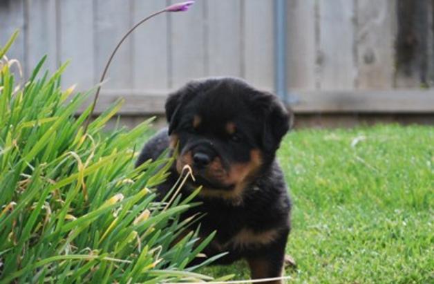 Von Ruelmann Rottweilers