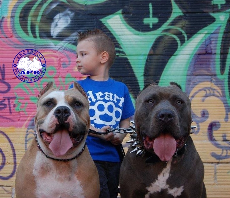 Anderson Pitbulls