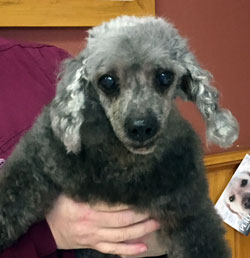 Poodle Rescue Connecticut