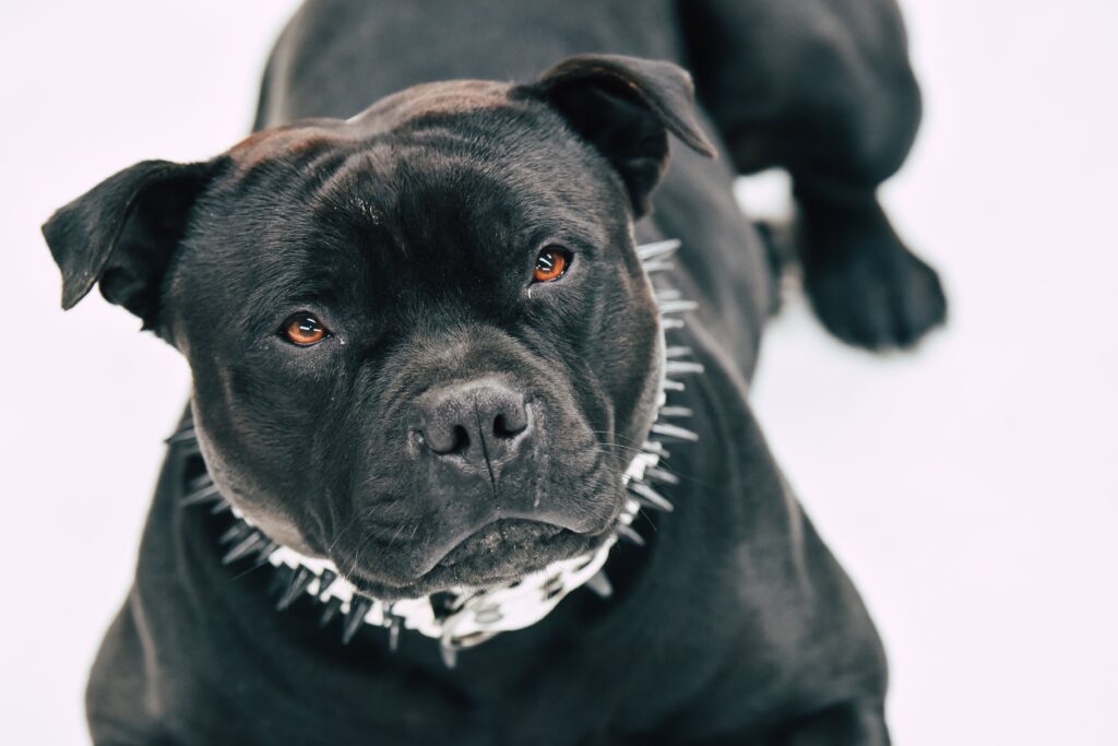Adorable Pitbull dog in Florida