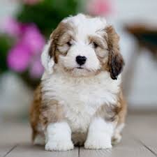New England Bernedoodles