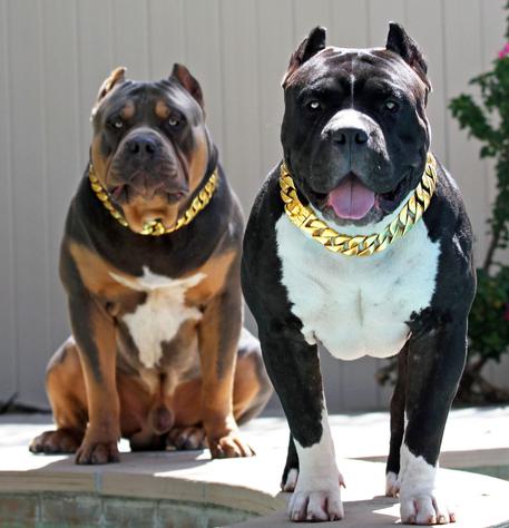Bossy Kennels